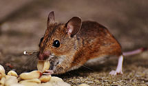 24 Hour & Emergency Exterminators in Maple Hill, NC